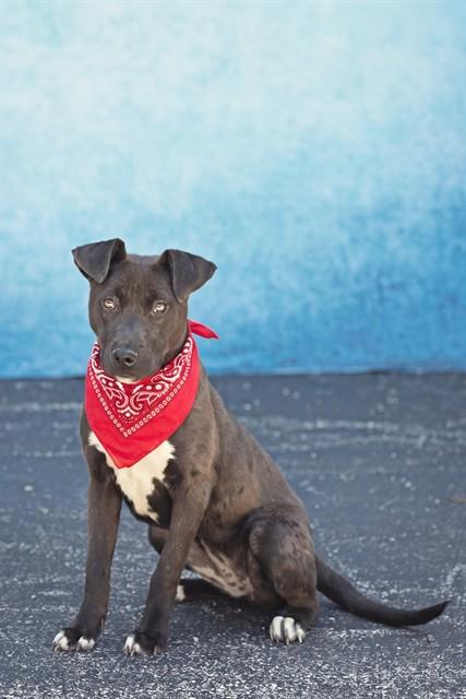 OPHELIA, Adoptable, Young Female Labrador Retriever & Mixed Breed.