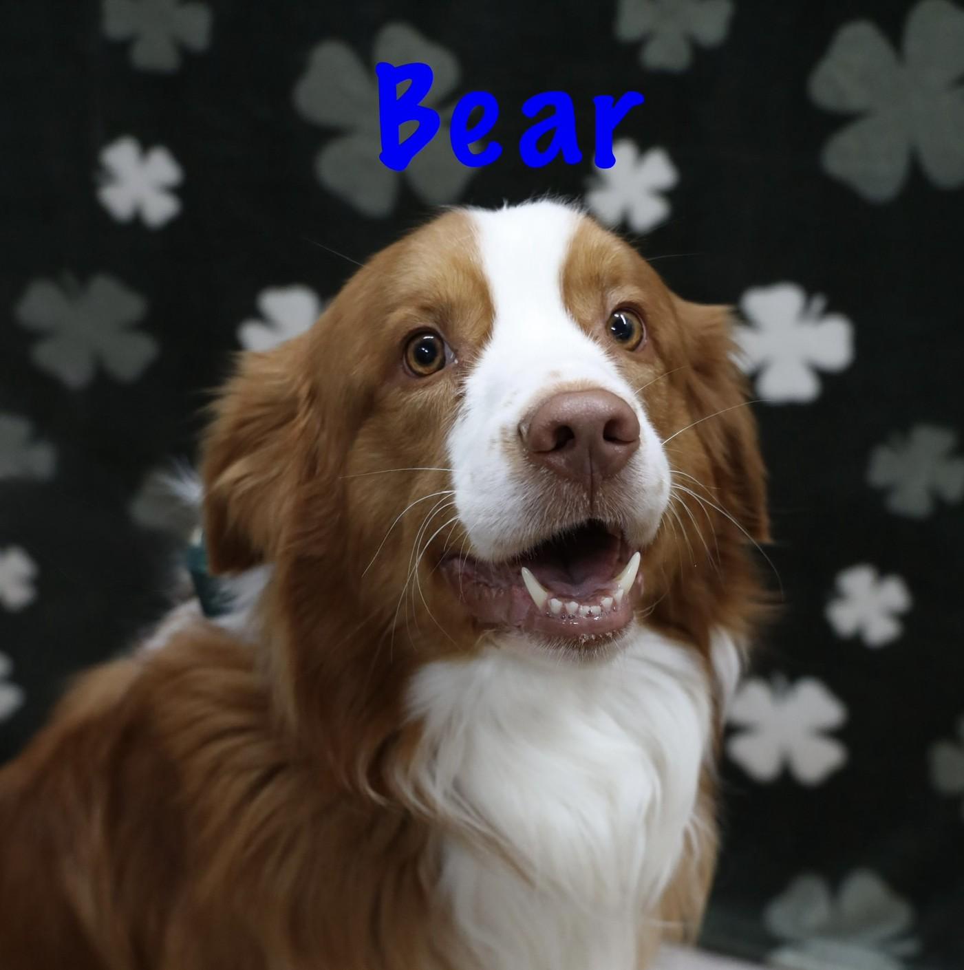Bear, adopted, Adult Male Australian Shepherd.