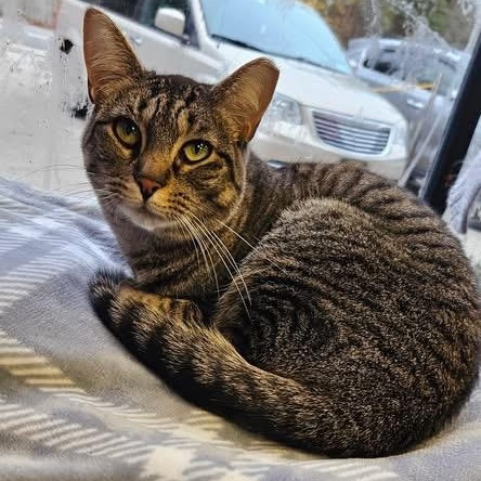 Mia, Adoptable, Adult Female Domestic Short Hair.