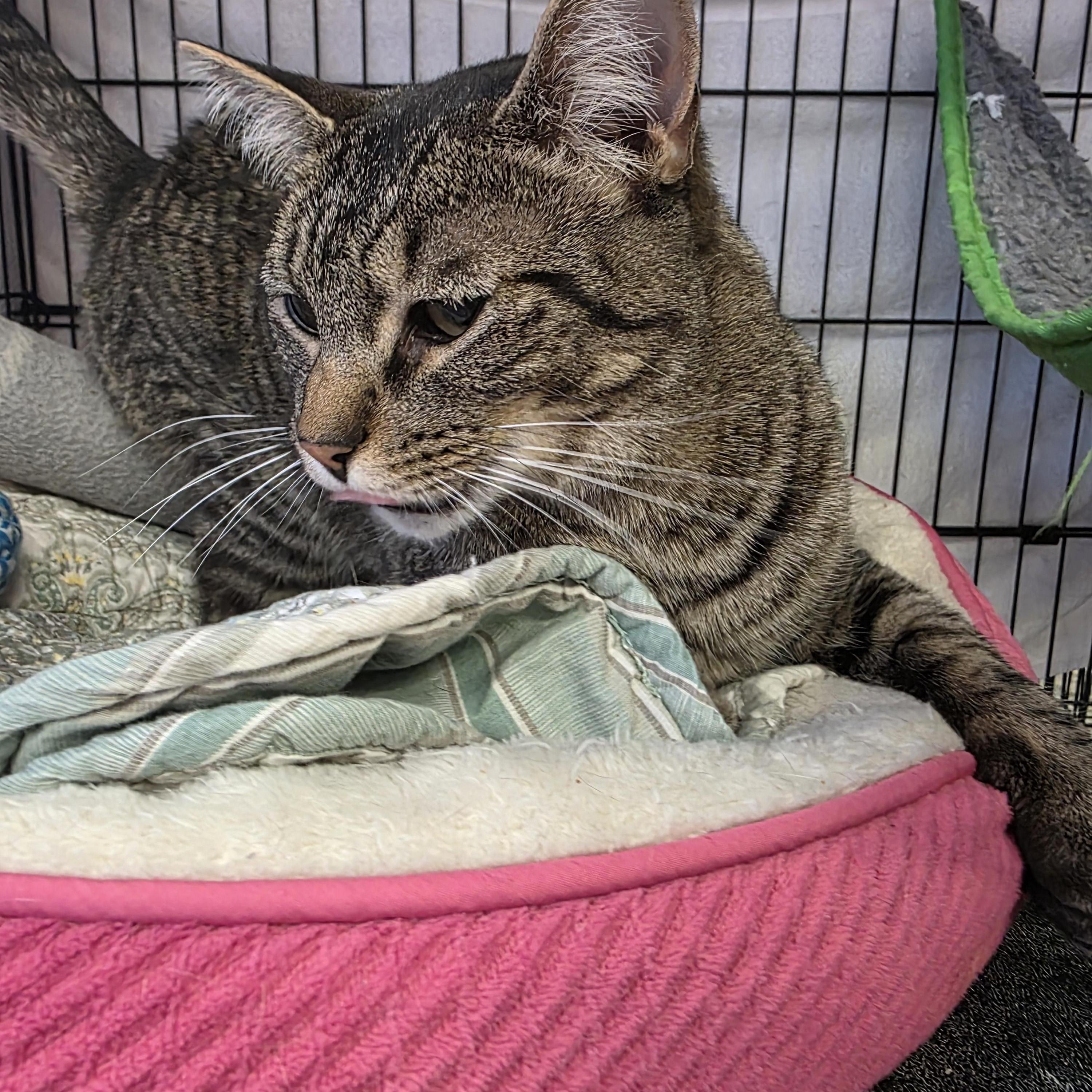 Mia, a Adoptable Domestic Short Hair in Hamburg, NY image 2/2