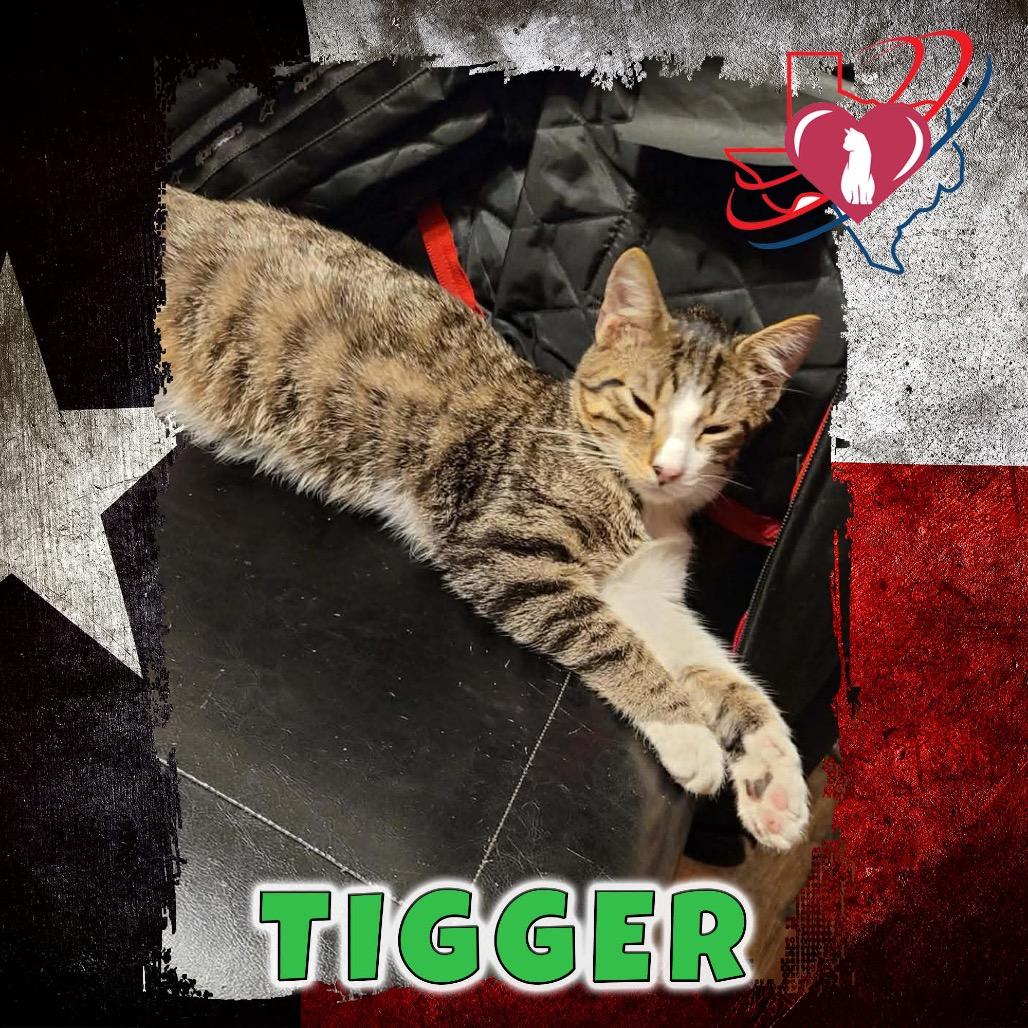 Tigger, Adoptable, Young Male Domestic Medium Hair.