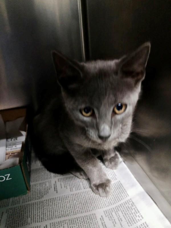 26-07-2152b Clark, Adoptable, Adult Male Domestic Short Hair.