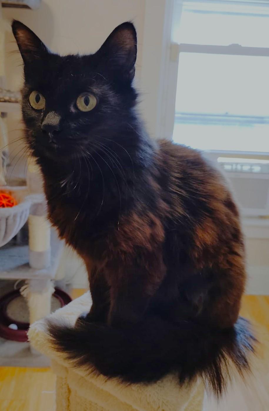 Enlarge Trixie, a Adoptable mixed breed in New Bedford, MA image 2/2