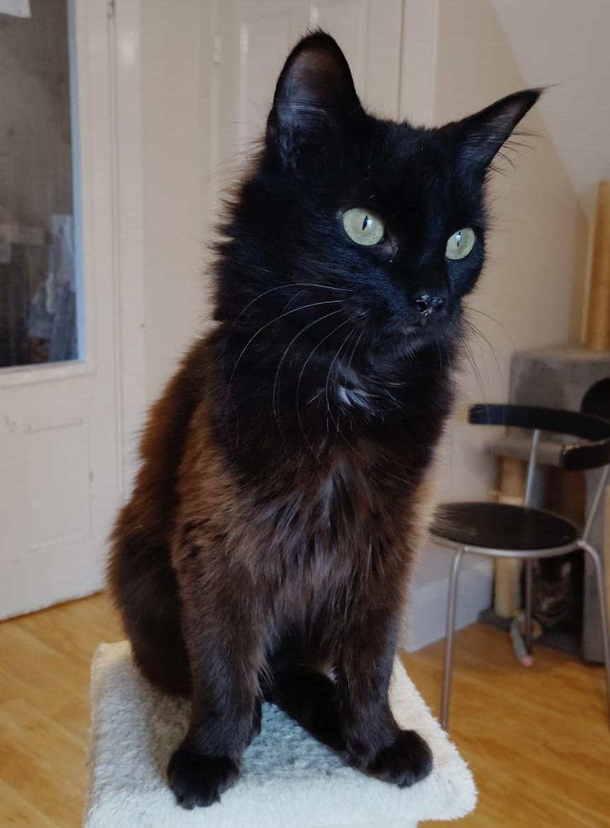 Trixie, Adoptable, Young Female Domestic Long Hair.