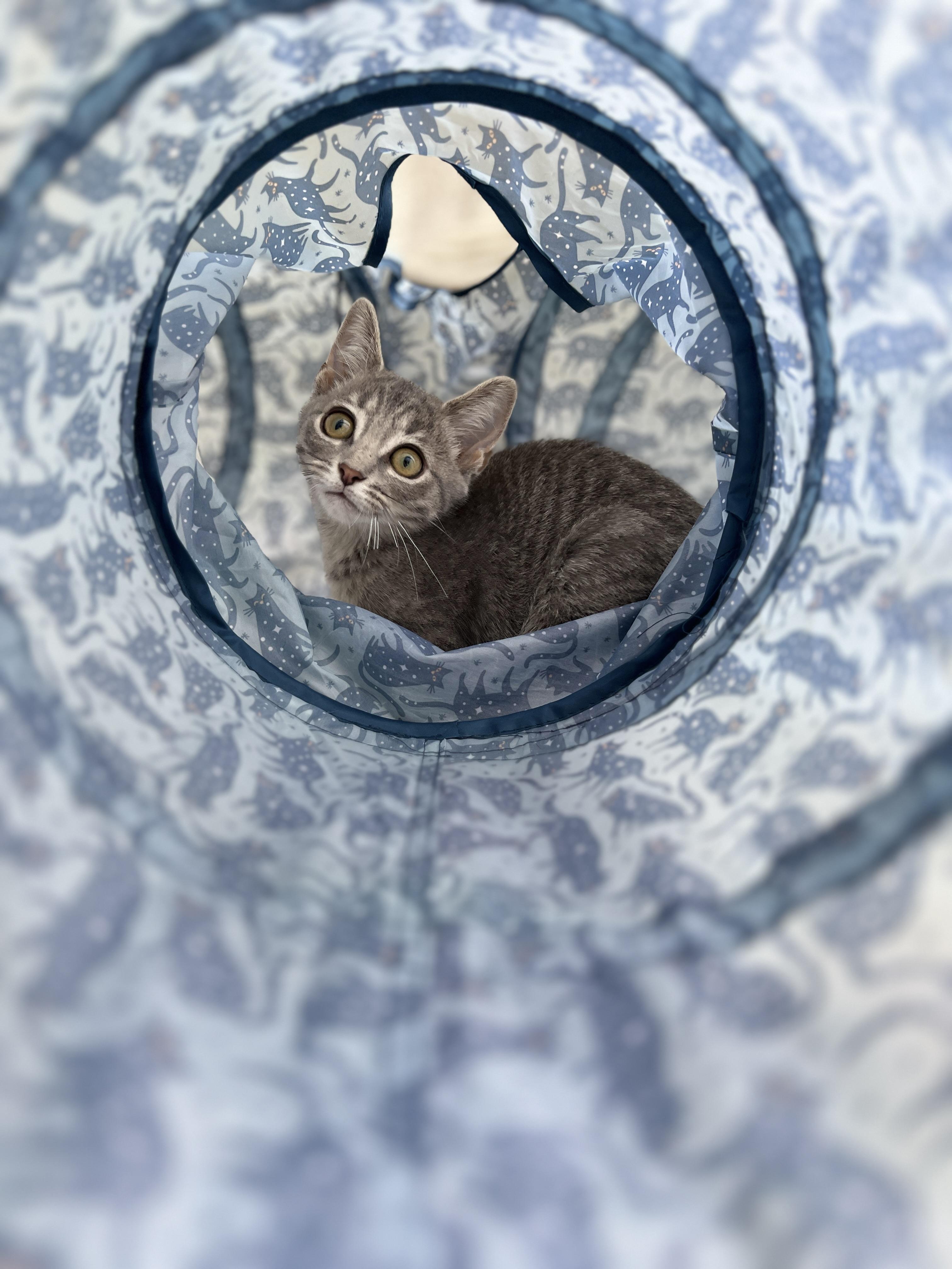 Cryssie, a ADOPTABLE mixed breed in New Bern, NC image 2/5