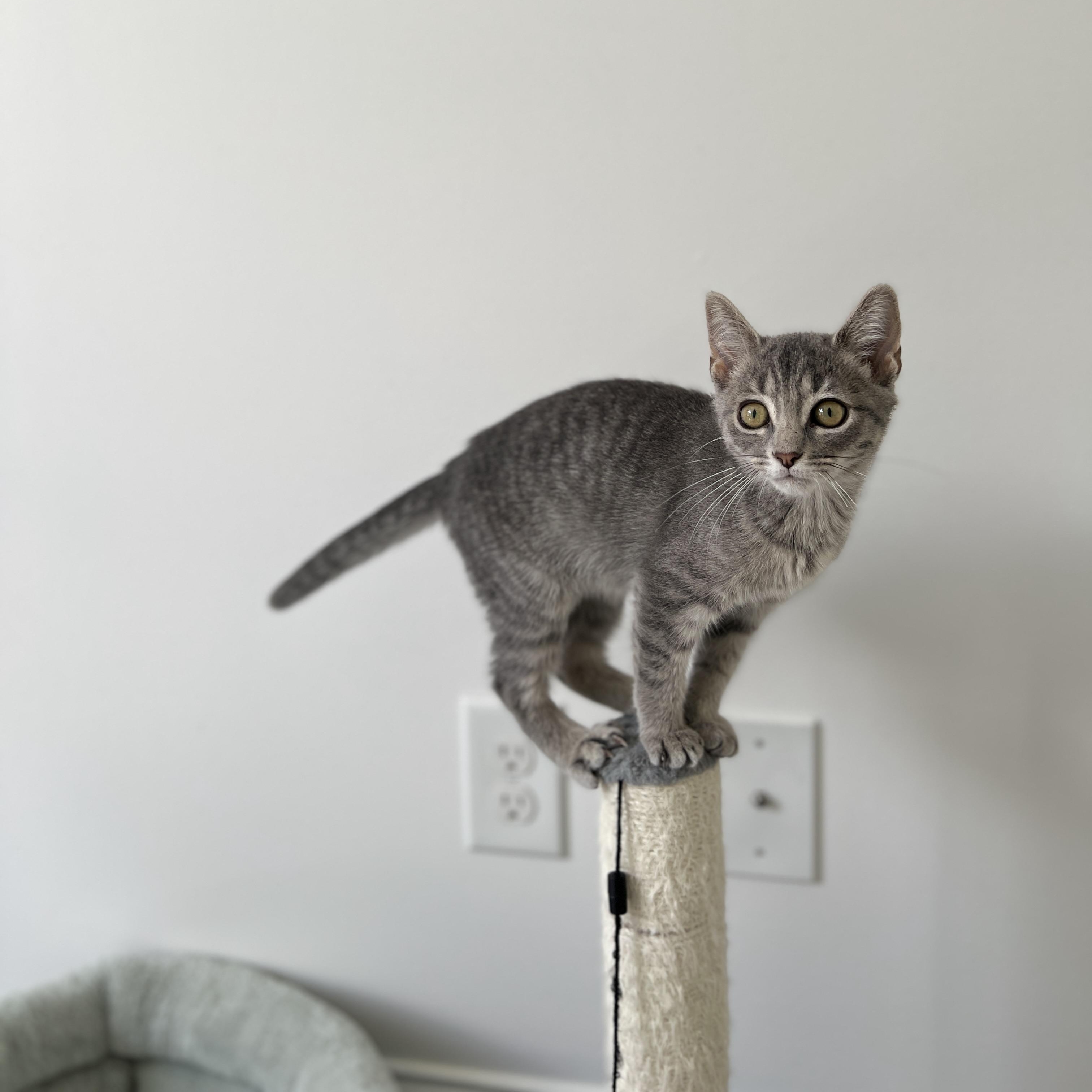 Cryssie, a ADOPTABLE mixed breed in New Bern, NC image 4/5