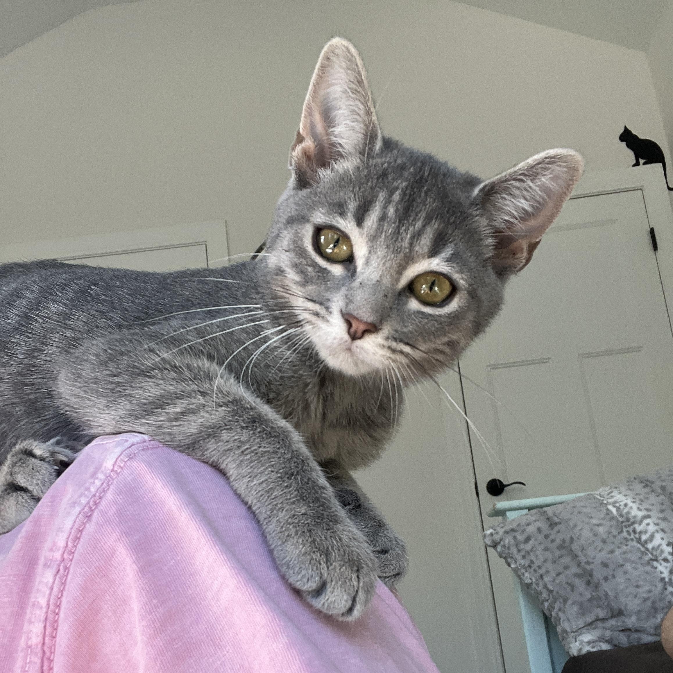 Cryssie, Adopted, Kitten Female Domestic Short Hair & Siamese.