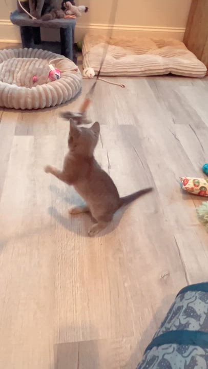 Enlarge Cryssie, a ADOPTABLE mixed breed in New Bern, NC video 3/5