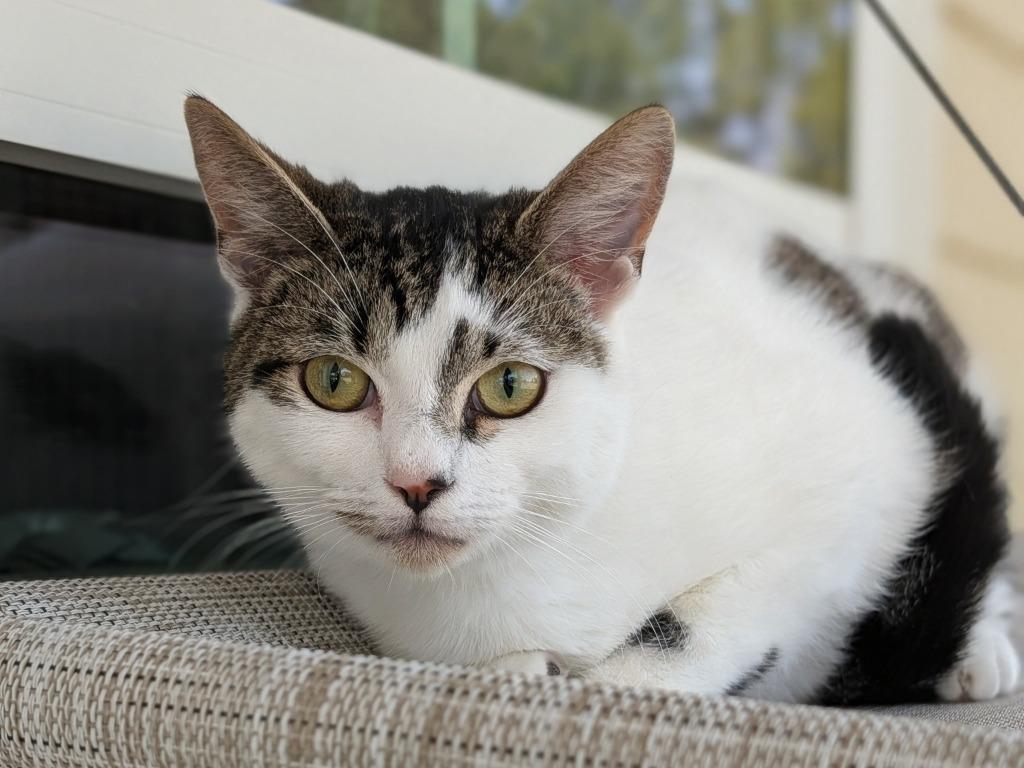 Enlarge Itsy, a Adoptable mixed breed in Kingsland, GA image 1/1