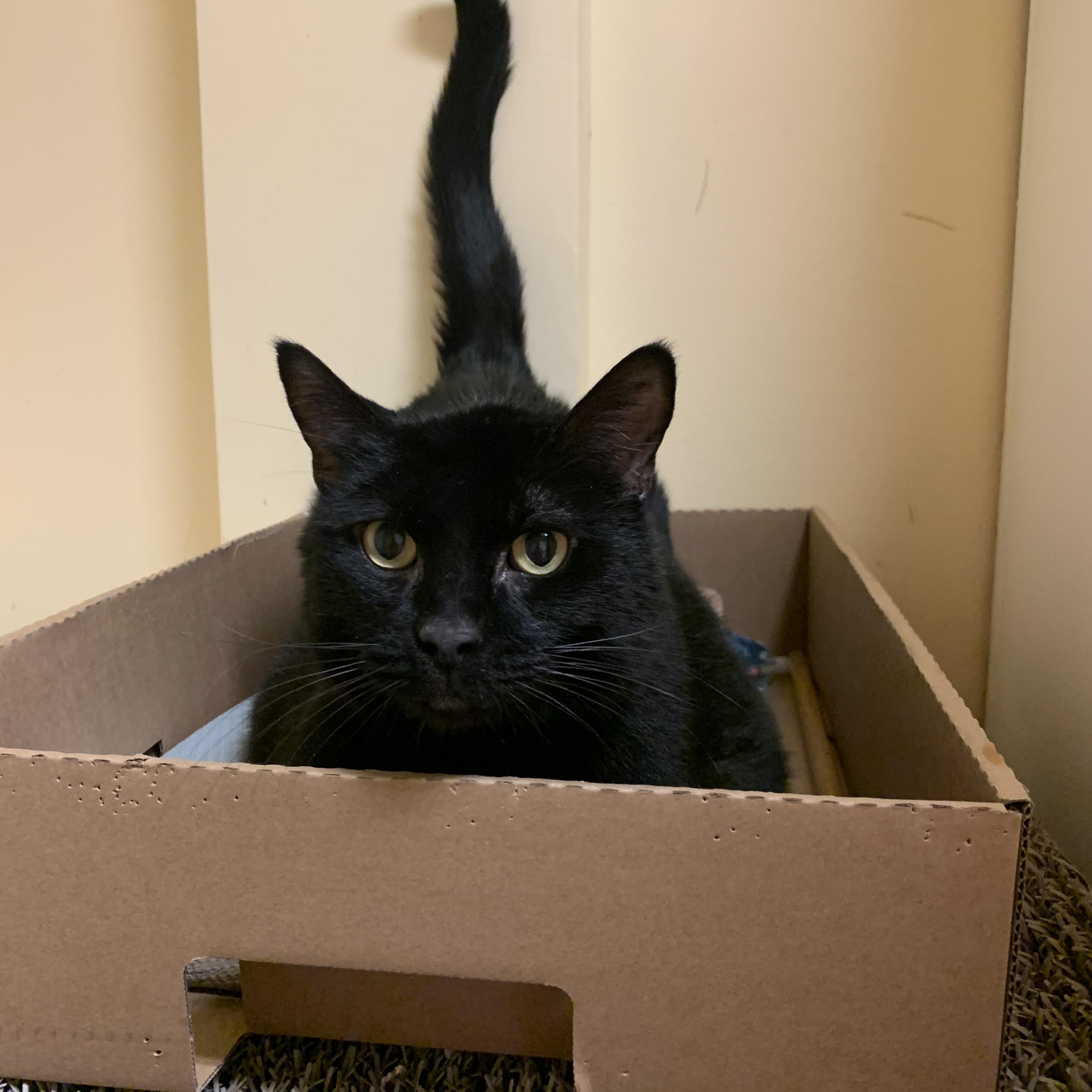 Enlarge Blackie, a ADOPTABLE Domestic Short Hair in Thayne, WY image 5/5