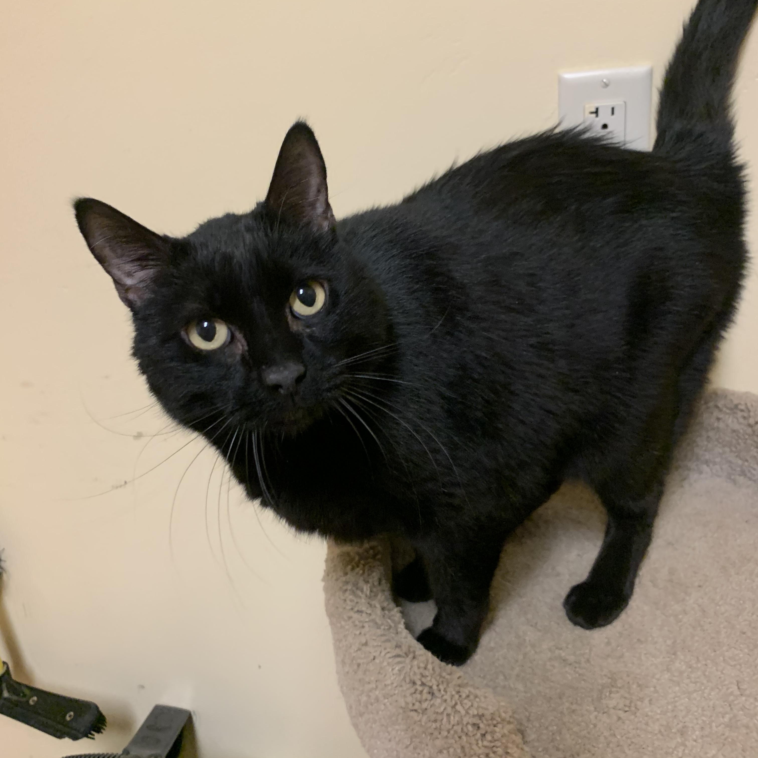 Blackie, ADOPTABLE, Senior Male Domestic Short Hair.