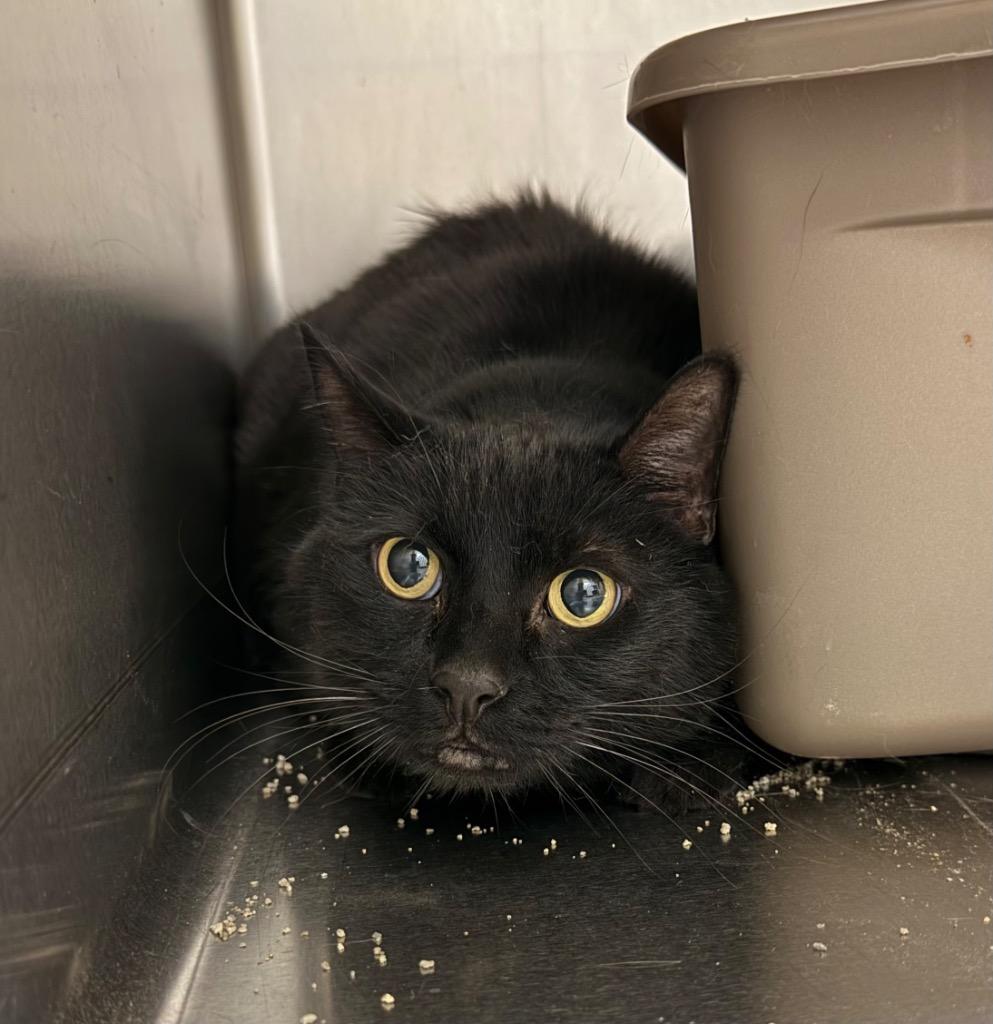 Enlarge Blackie, a ADOPTABLE Domestic Short Hair in Thayne, WY image 3/5