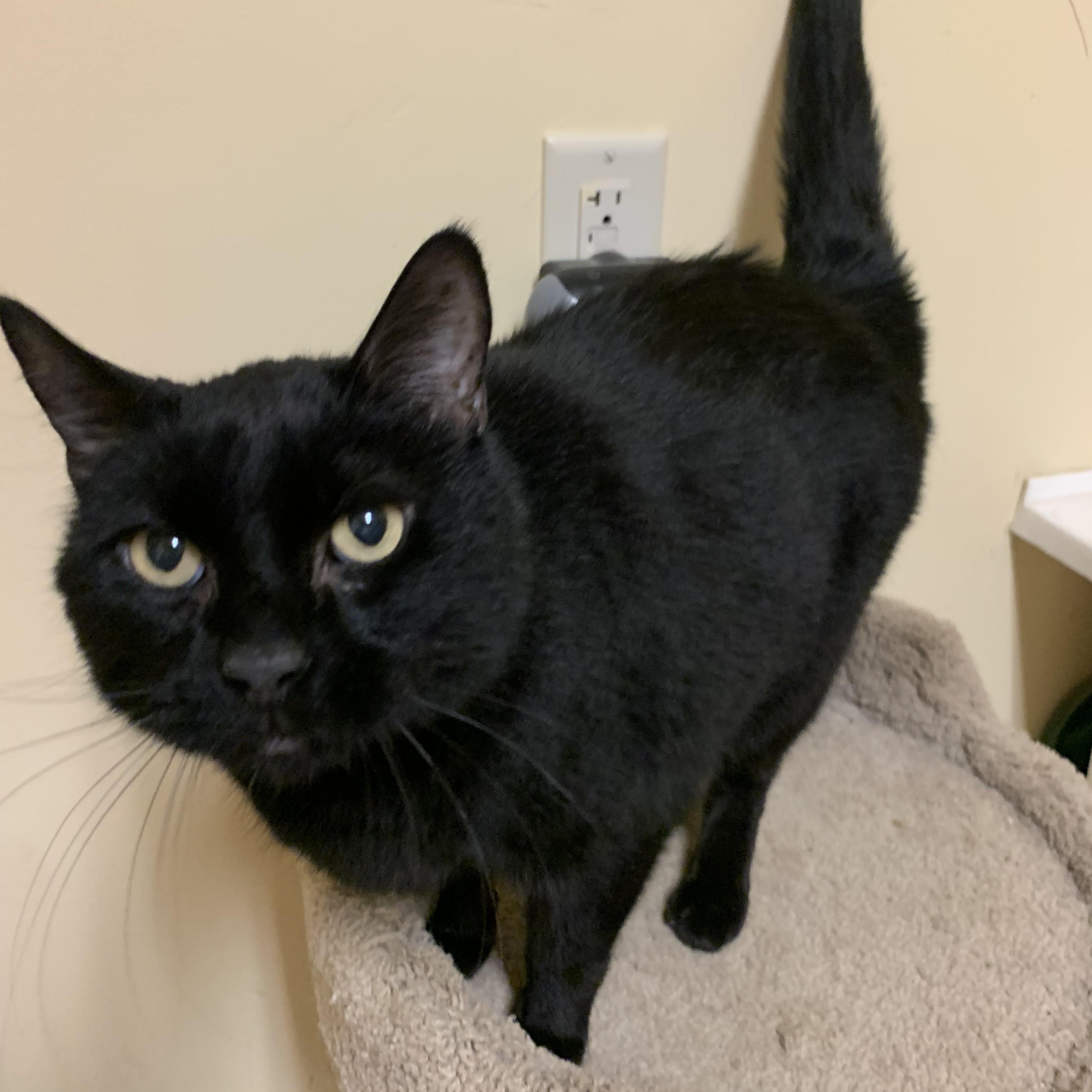 Enlarge Blackie, a ADOPTABLE Domestic Short Hair in Thayne, WY image 2/5