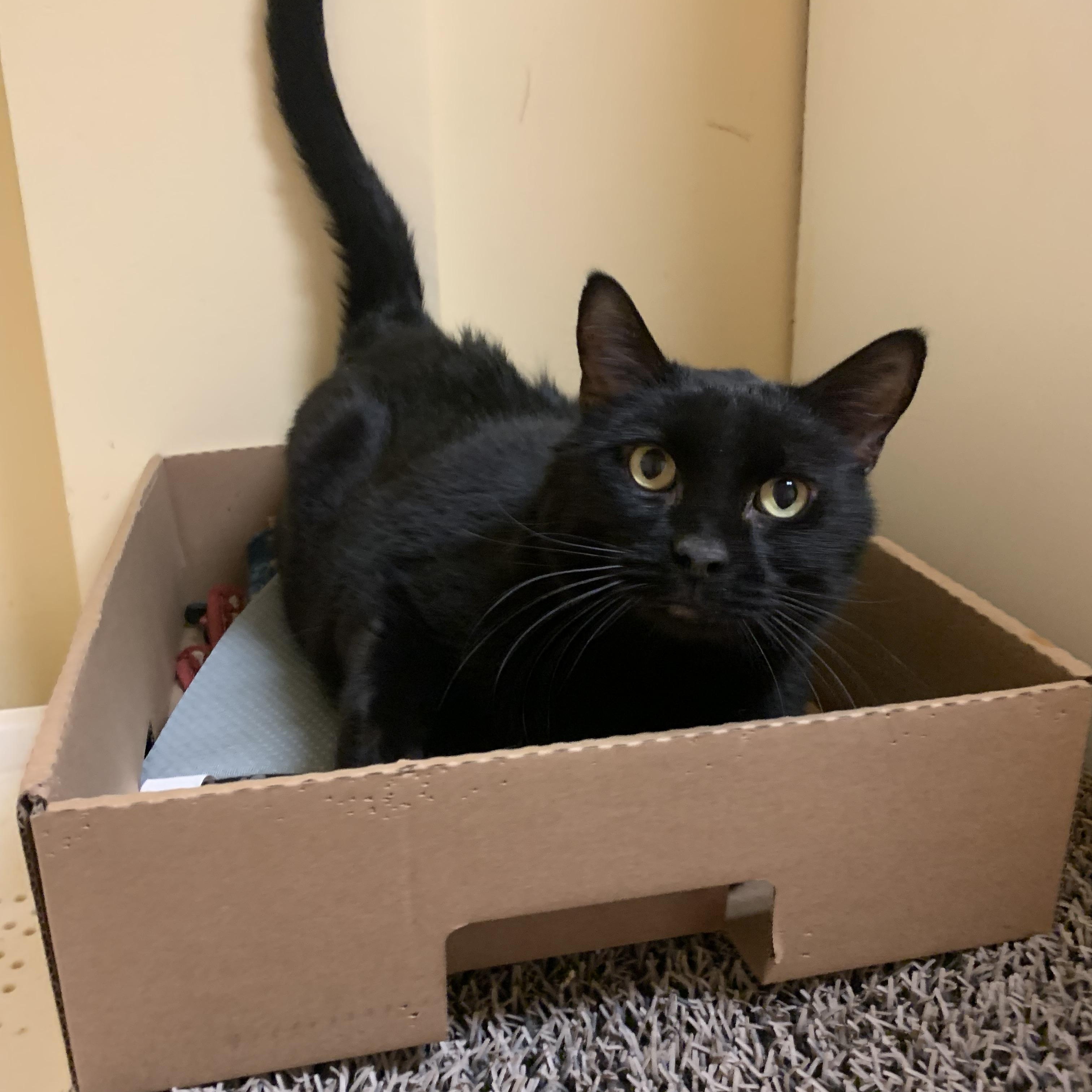 Enlarge Blackie, a ADOPTABLE Domestic Short Hair in Thayne, WY image 4/5