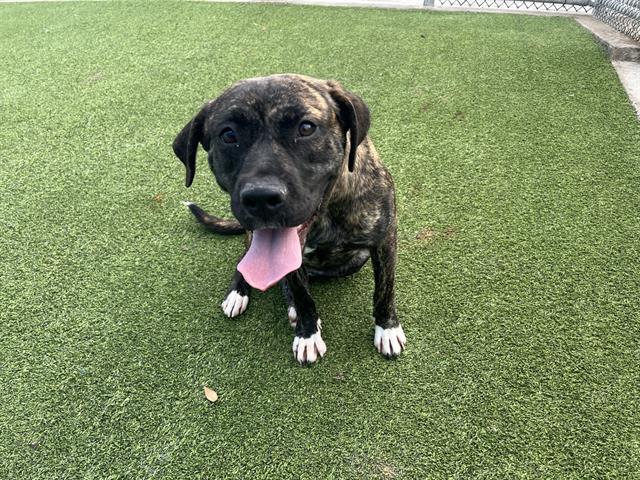 Enlarge AMARA, a Adoptable mixed breed in Grand Prairie, TX image 1/1