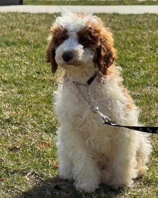 Clover, ADOPTABLE, Puppy Female Poodle.