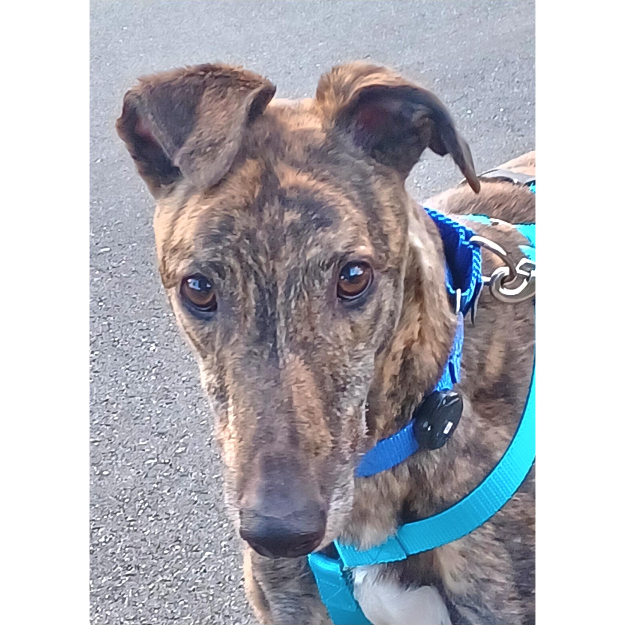 Nationwide Fury (Fury), Adopted, Adult Male Greyhound.