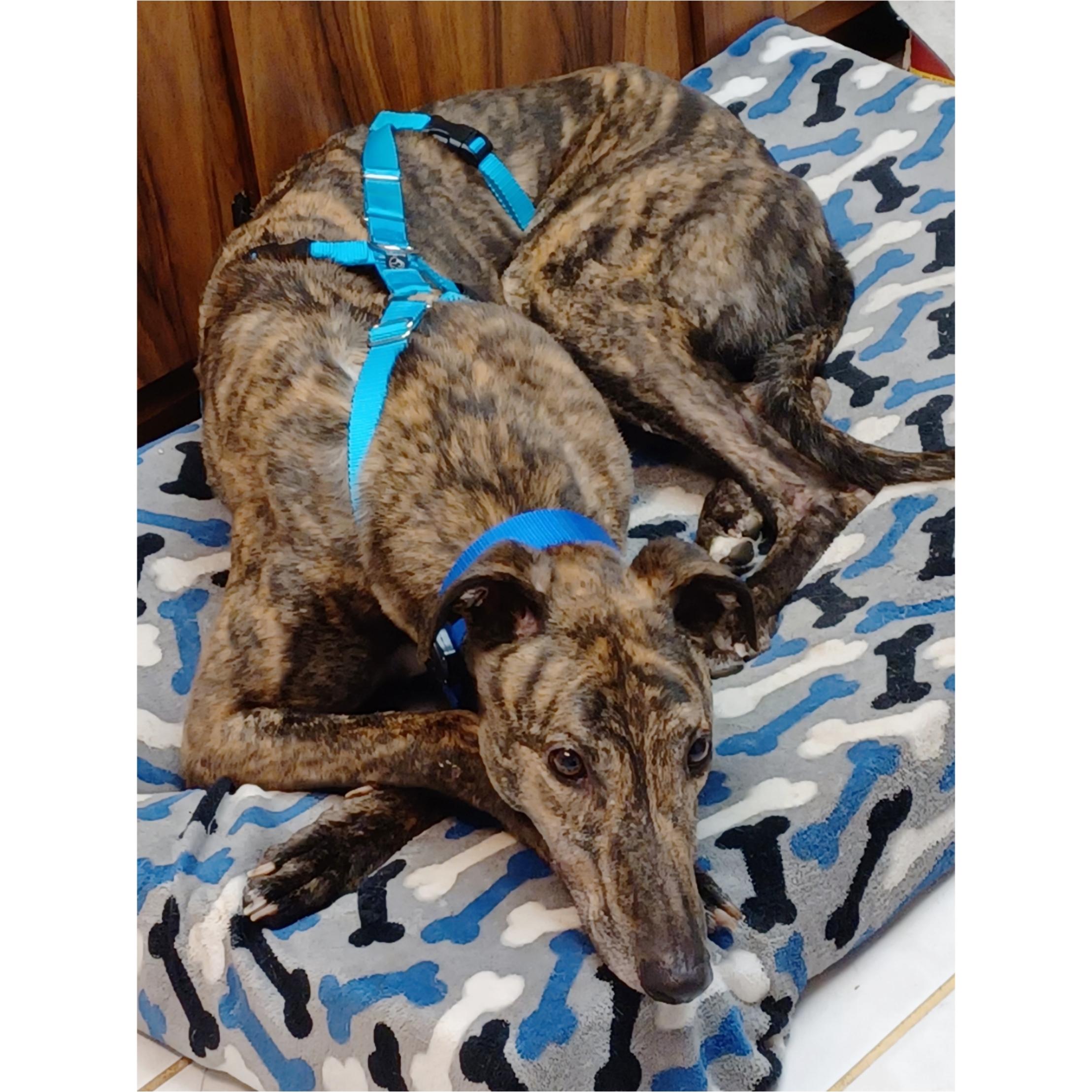Enlarge Nationwide Fury (Fury), a Adopted Greyhound in Tarpon Springs, FL image 2/6