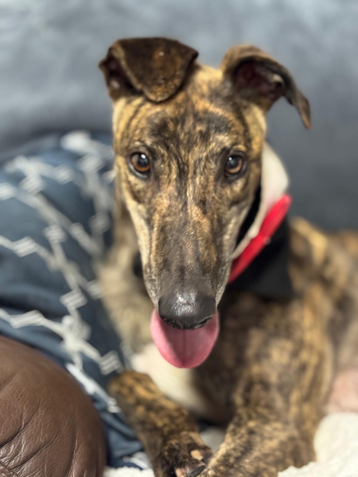 Enlarge Nationwide Fury (Fury), a Adopted Greyhound in Tarpon Springs, FL image 3/6