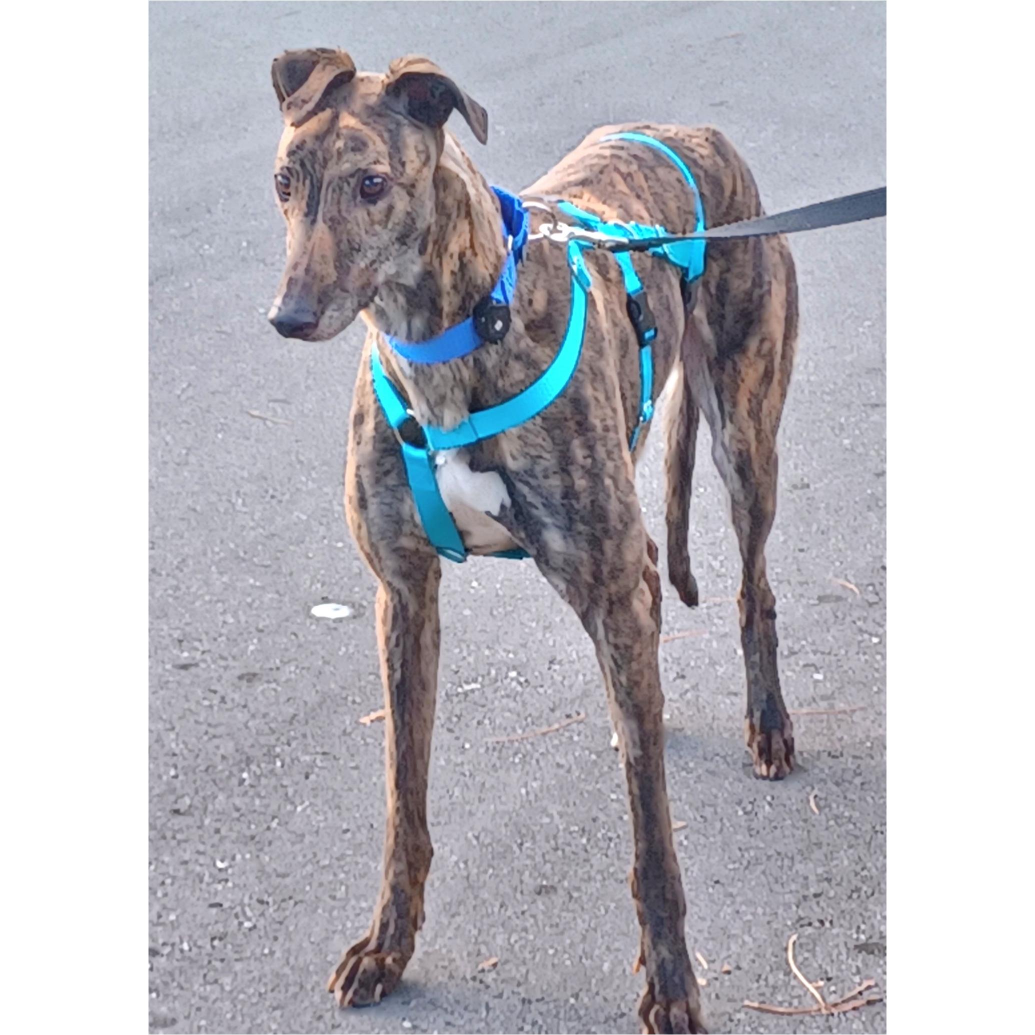 Enlarge Nationwide Fury (Fury), a Adopted Greyhound in Tarpon Springs, FL image 4/6
