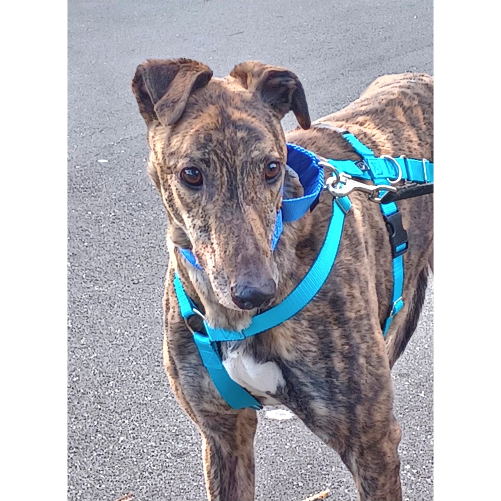 Enlarge Nationwide Fury (Fury), a Adopted Greyhound in Tarpon Springs, FL image 5/6