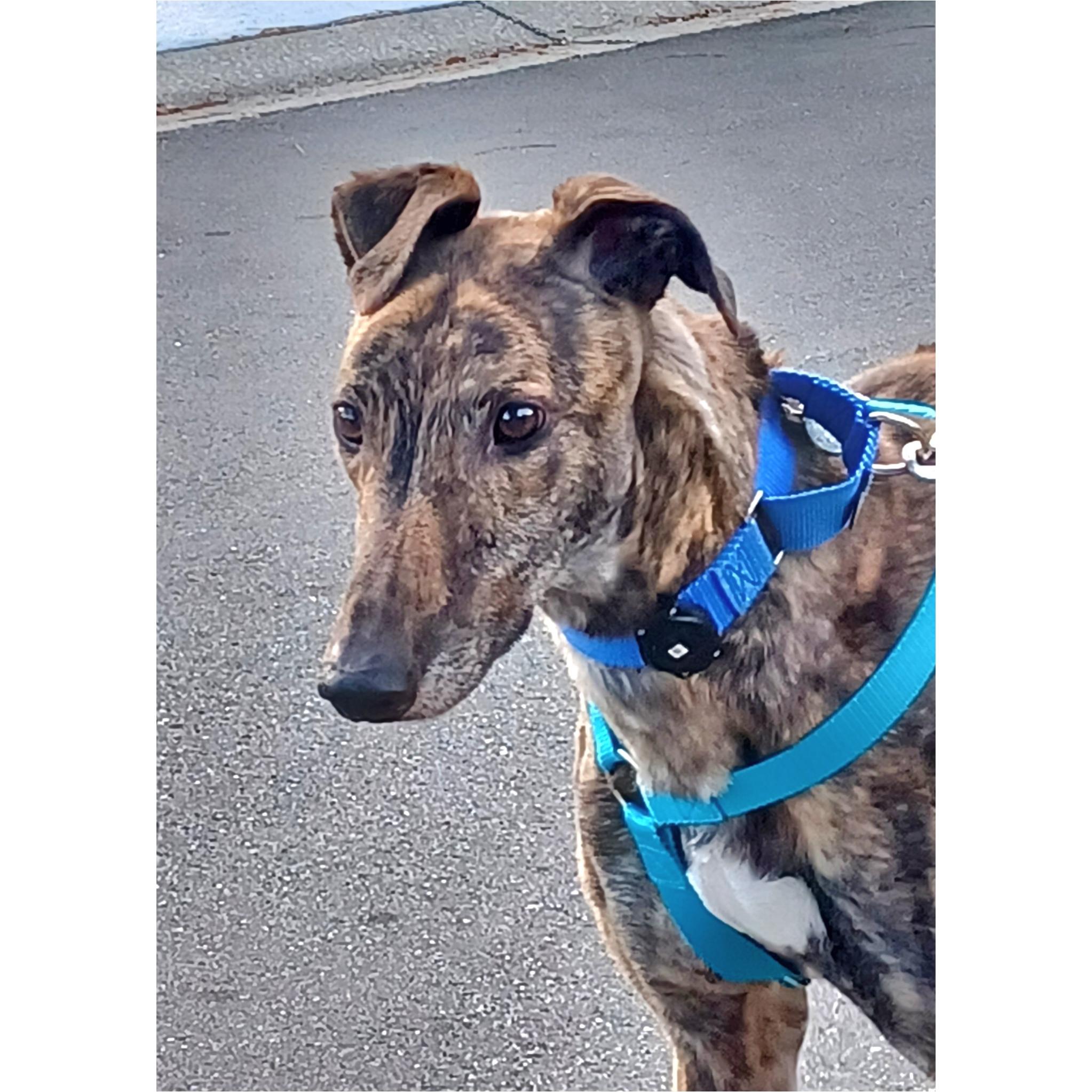 Enlarge Nationwide Fury (Fury), a Adopted Greyhound in Tarpon Springs, FL image 6/6