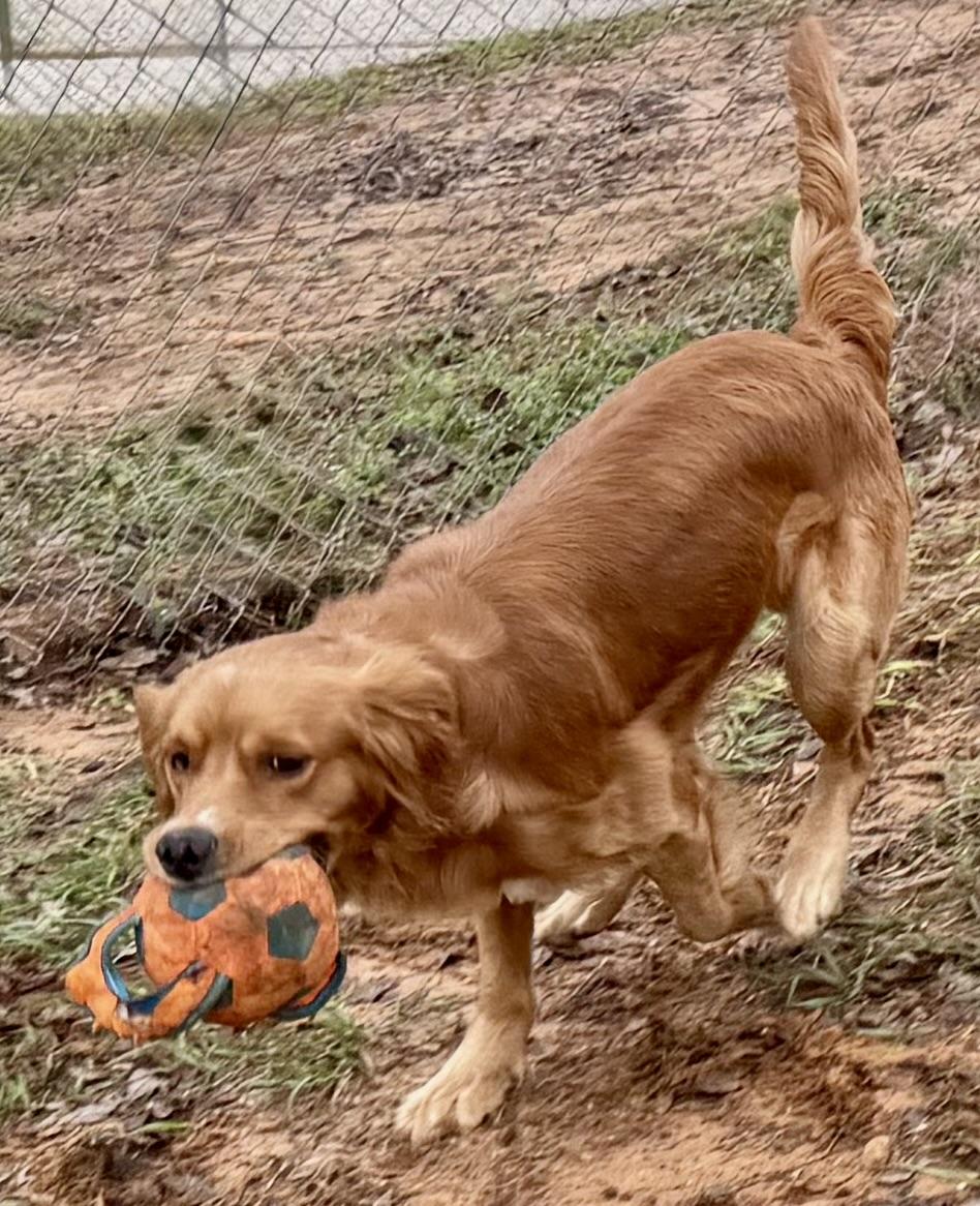 Enlarge Jax, a ADOPTABLE mixed breed in New Canaan, CT image 3/6