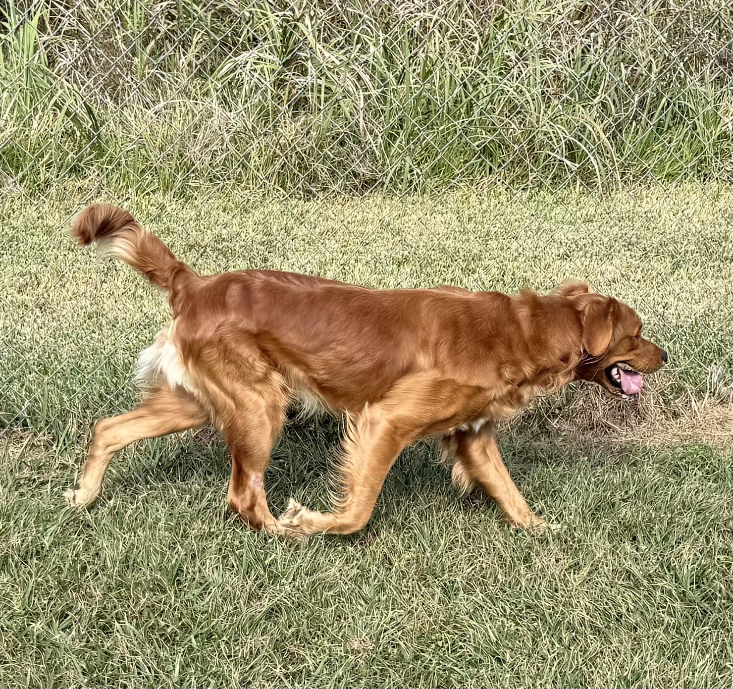 Enlarge Jax, a ADOPTABLE mixed breed in New Canaan, CT image 4/6