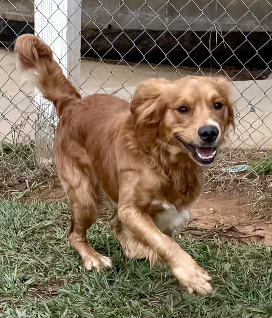 Enlarge Jax, a ADOPTABLE mixed breed in New Canaan, CT image 5/6