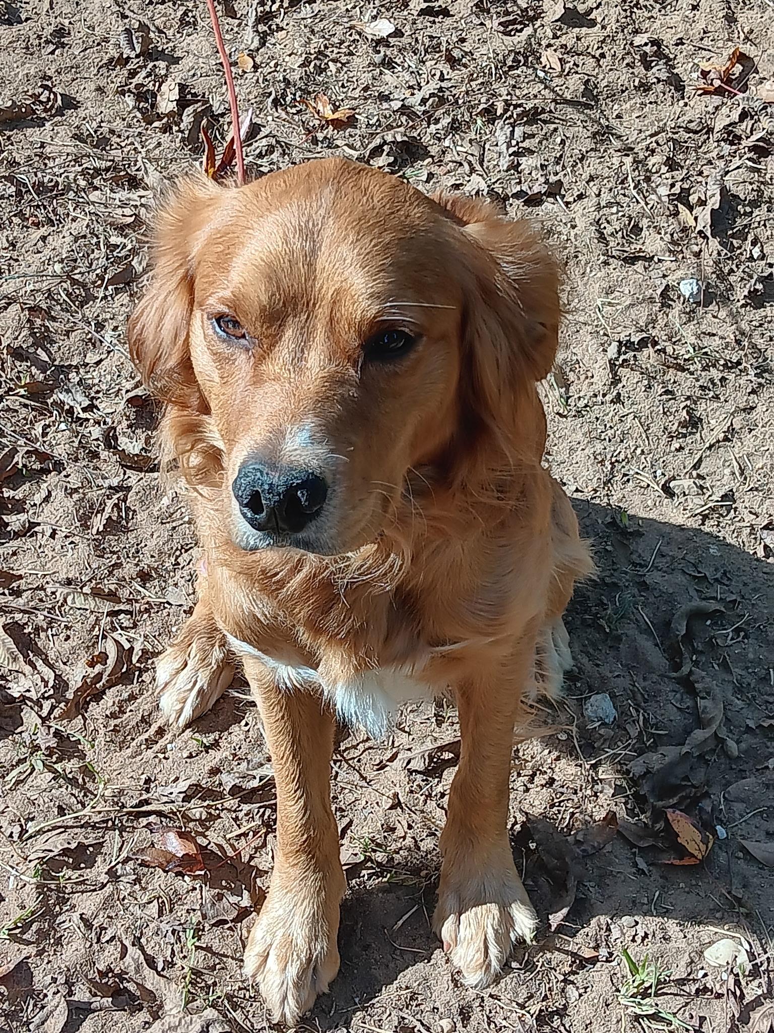 Enlarge Jax, a ADOPTABLE mixed breed in New Canaan, CT image 2/6
