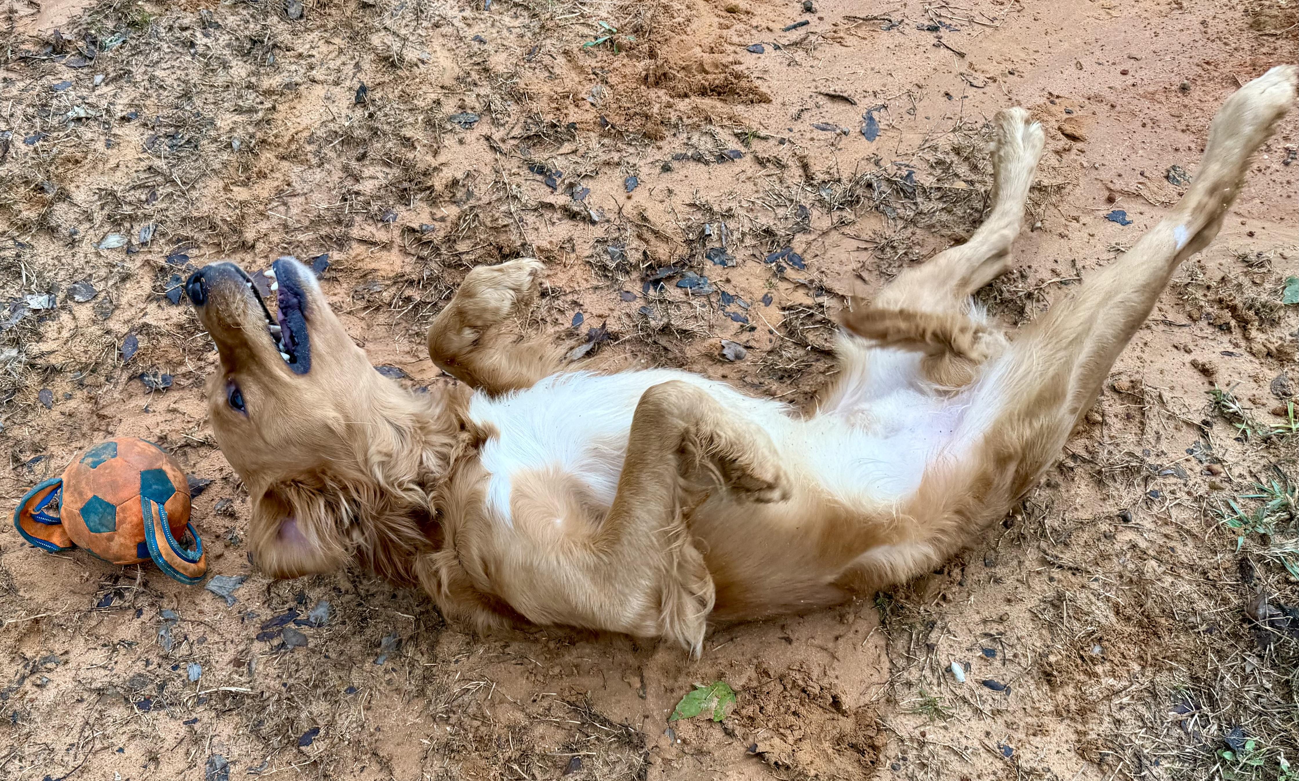 Enlarge Jax, a ADOPTABLE mixed breed in New Canaan, CT image 1/6