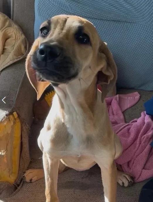 Fawn, ADOPTABLE, Puppy Female Hound & Shepherd.