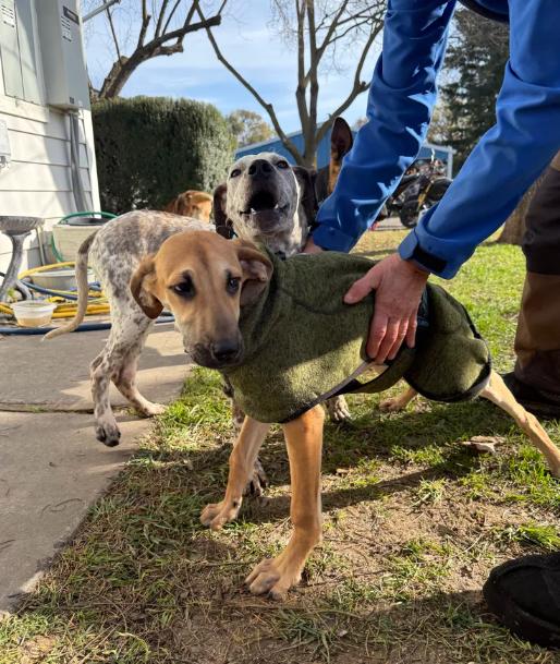 Enlarge Fawn, an adopted mixed breed in Davis, CA image 4/6