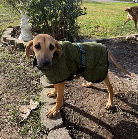 Enlarge Fawn, an adopted mixed breed in Davis, CA image 2/6