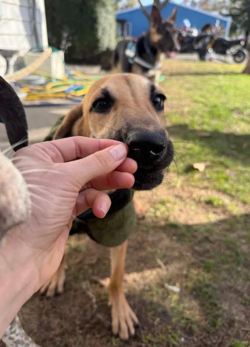 Enlarge Fawn, an adopted mixed breed in Davis, CA image 6/6