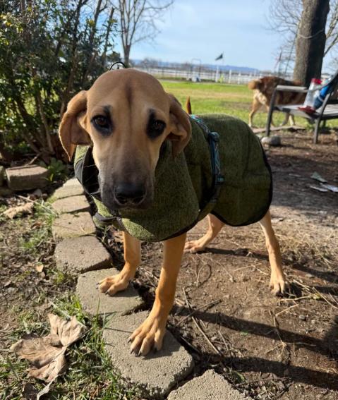 Enlarge Fawn, an adopted mixed breed in Davis, CA image 3/6