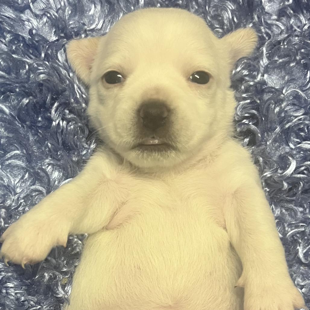 Enlarge Ariel, a Adoptable mixed breed in Benton City, WA image 1/1