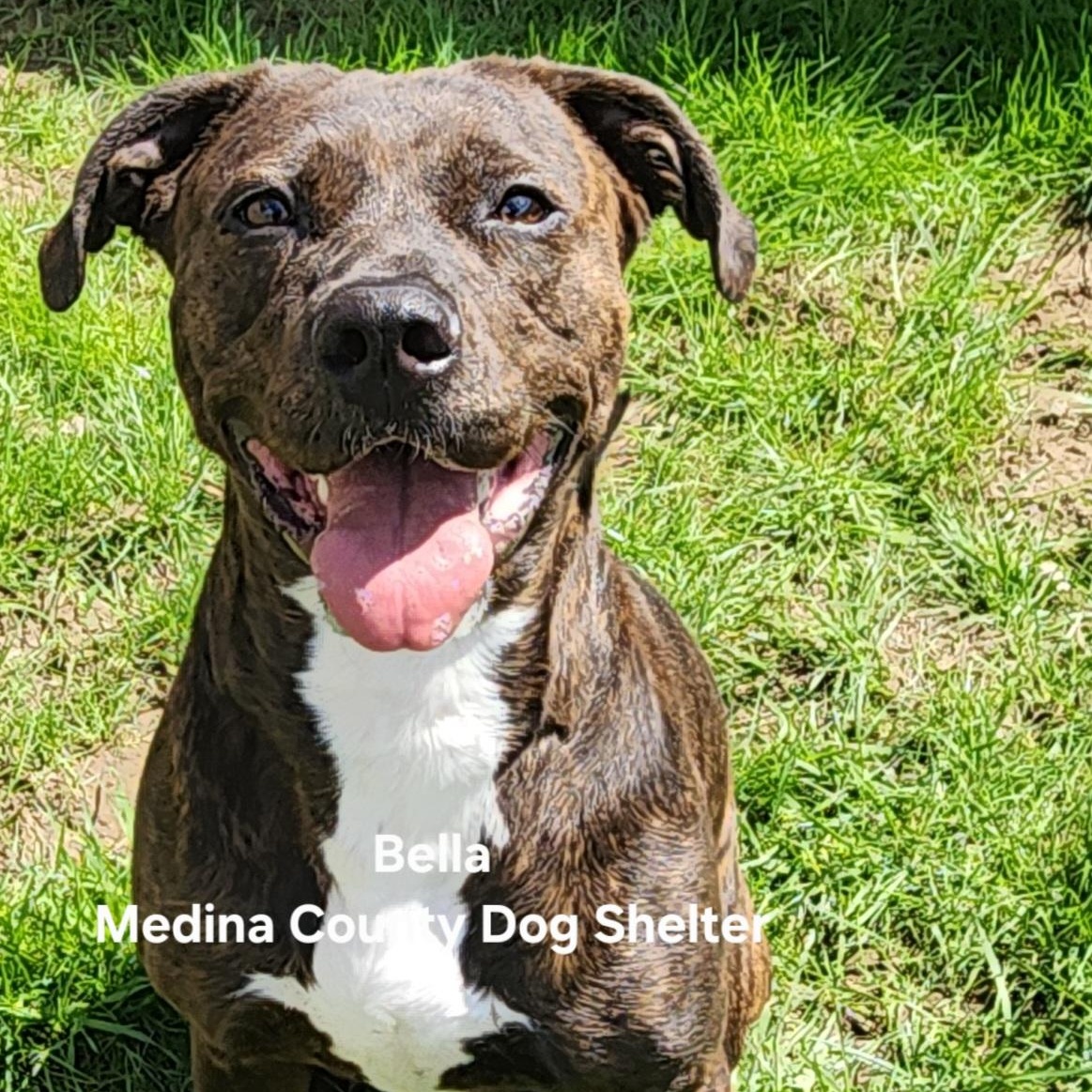 Bella, ADOPTABLE, Adult Female Pit Bull Terrier.