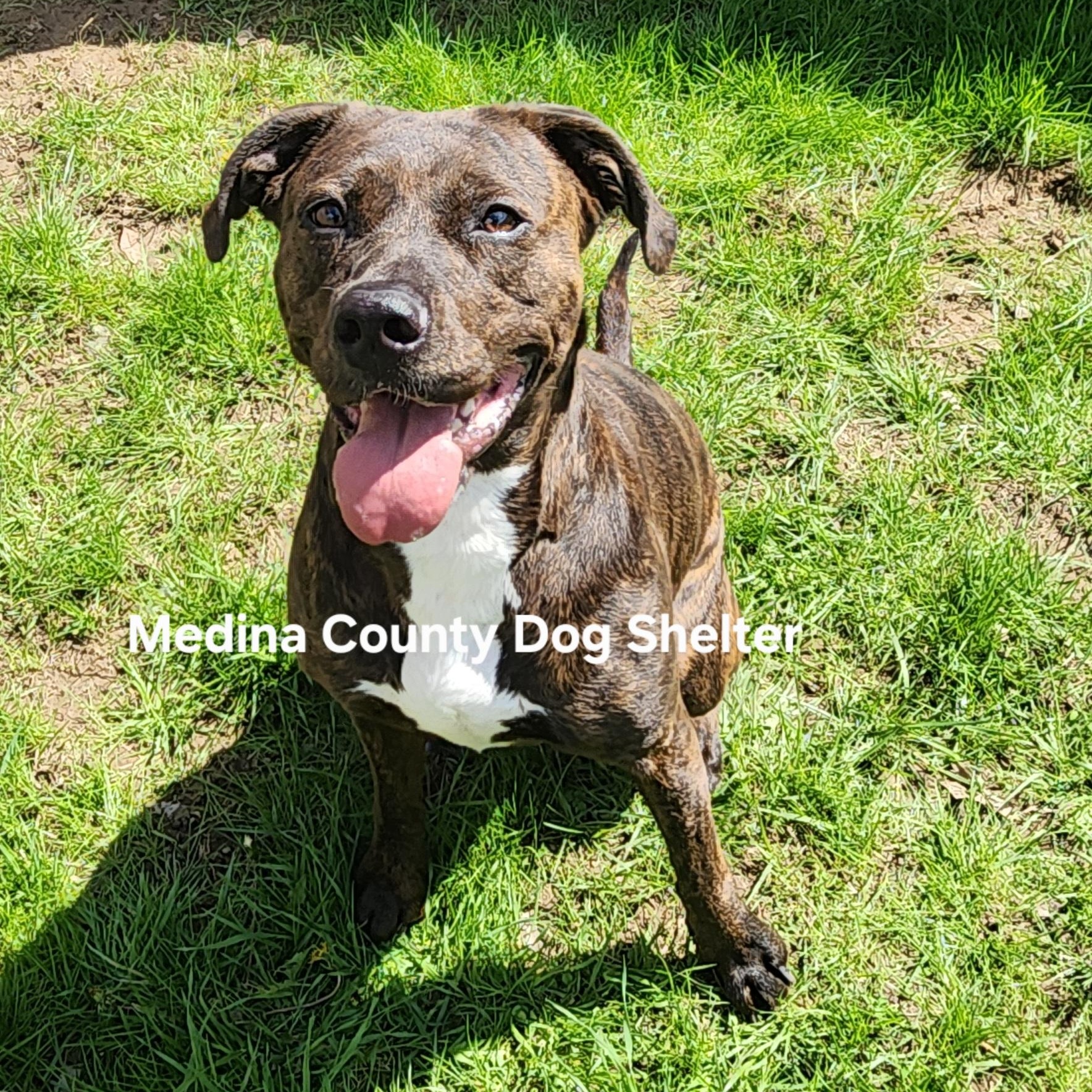 Enlarge Bella, a ADOPTABLE Pit Bull Terrier in Medina, OH image 2/4
