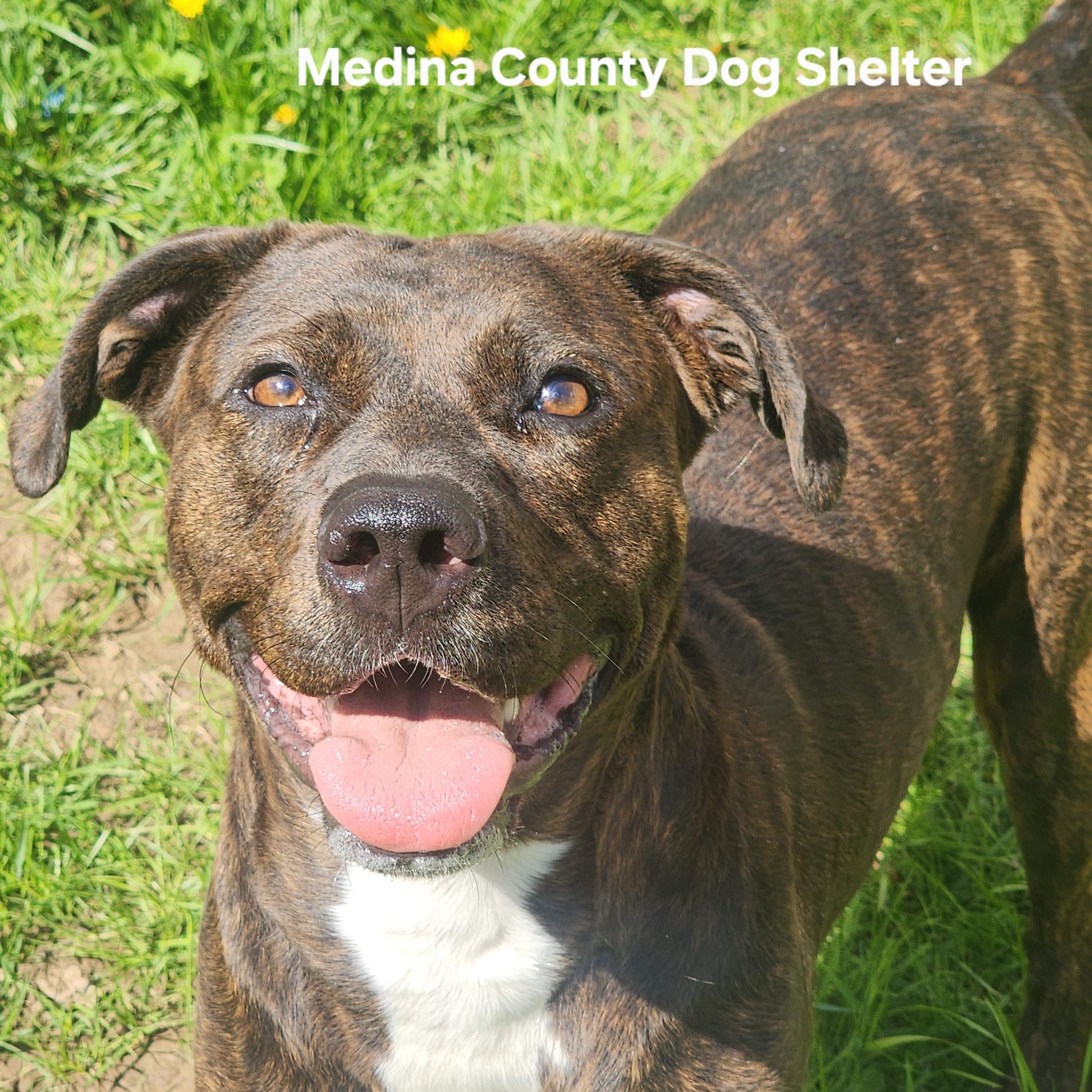Enlarge Bella, a ADOPTABLE Pit Bull Terrier in Medina, OH image 3/4
