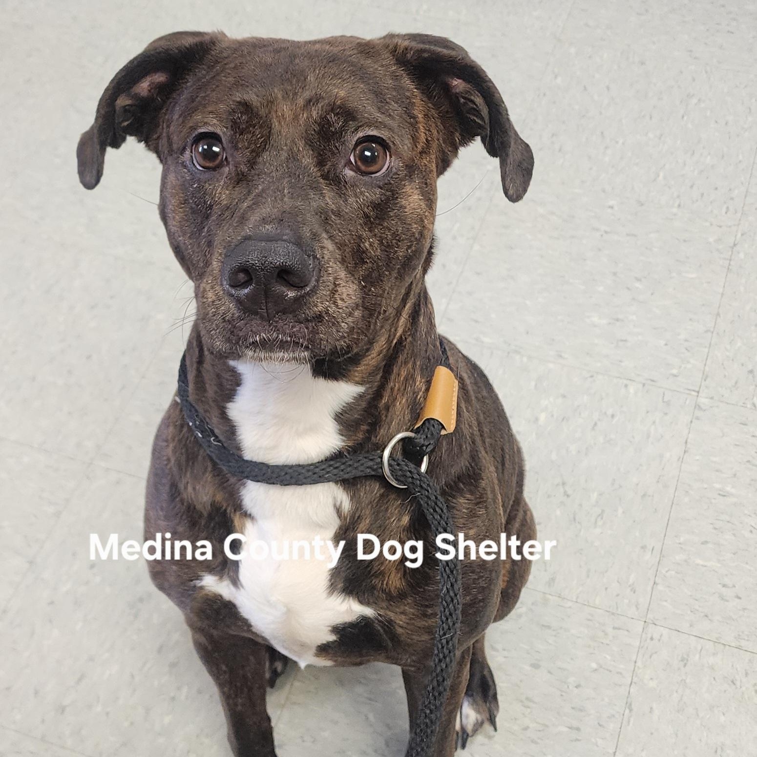Enlarge Bella, a ADOPTABLE Pit Bull Terrier in Medina, OH image 1/1