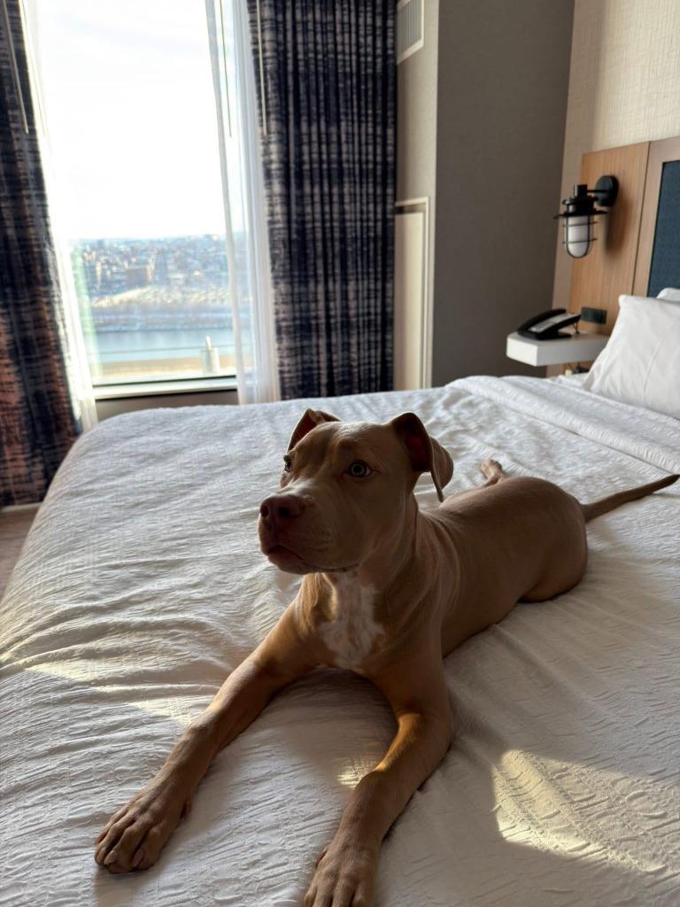 Stone ***Courtesy Listing***, Adoptable, Young Male Pit Bull Terrier & Mixed Breed.