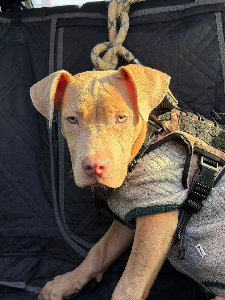 Enlarge Stone ***Courtesy Listing***, a Adoptable mixed breed in Peru, NY image 2/3