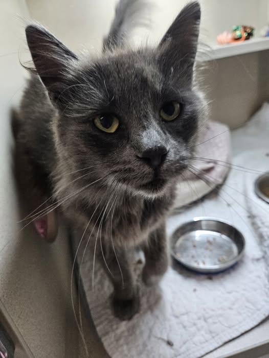 Enlarge Gandalf, a ADOPTABLE Domestic Long Hair in Quincy, CA image 1/1