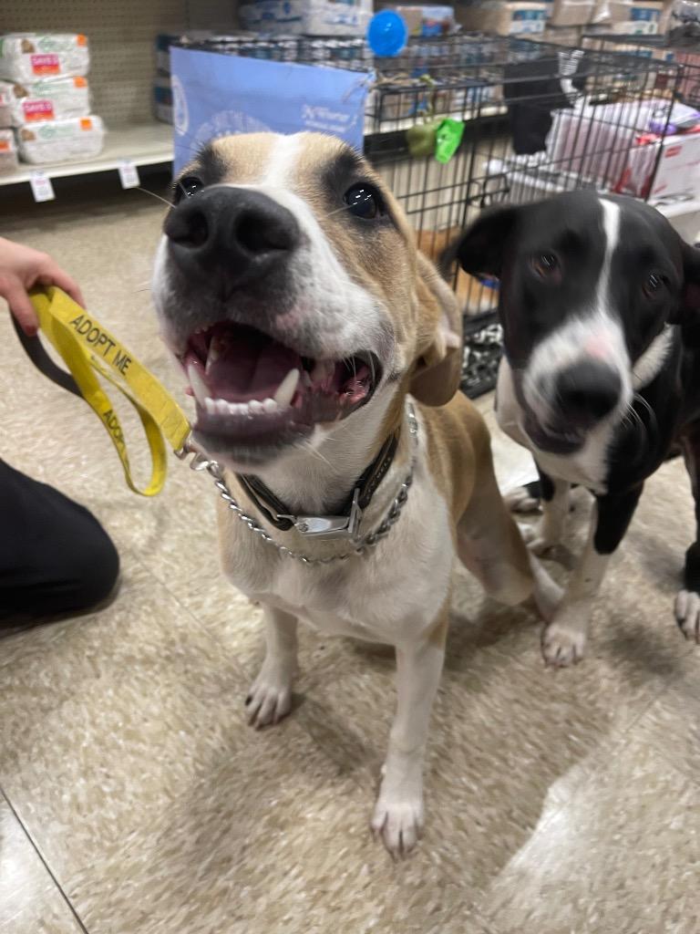 Enlarge Jasper, a Adoptable mixed breed in Gilmer, TX image 1/6