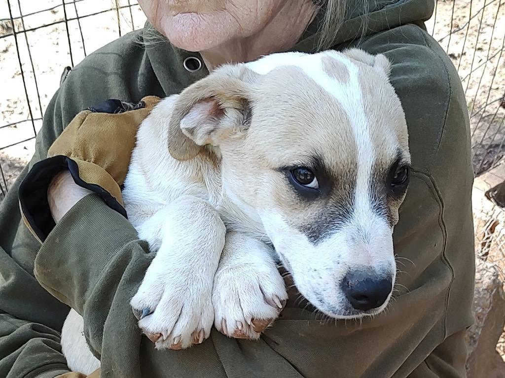 Enlarge Jasper, a Adoptable mixed breed in Gilmer, TX image 3/6