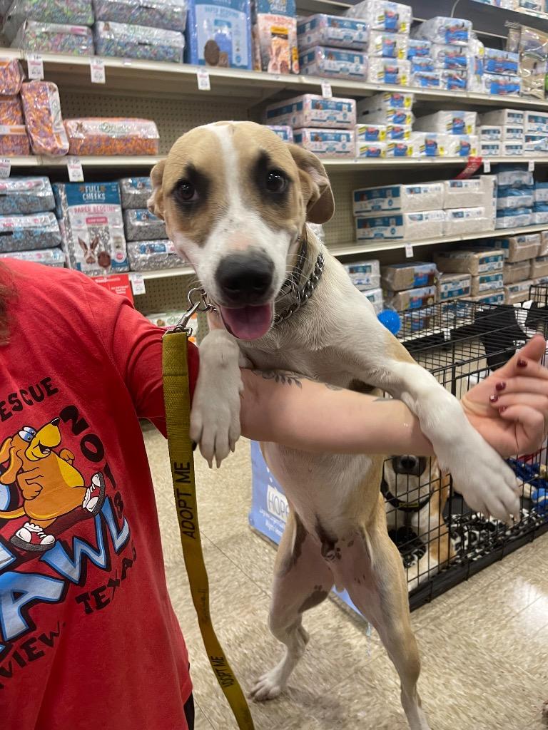 Enlarge Jasper, a Adoptable mixed breed in Gilmer, TX image 4/6