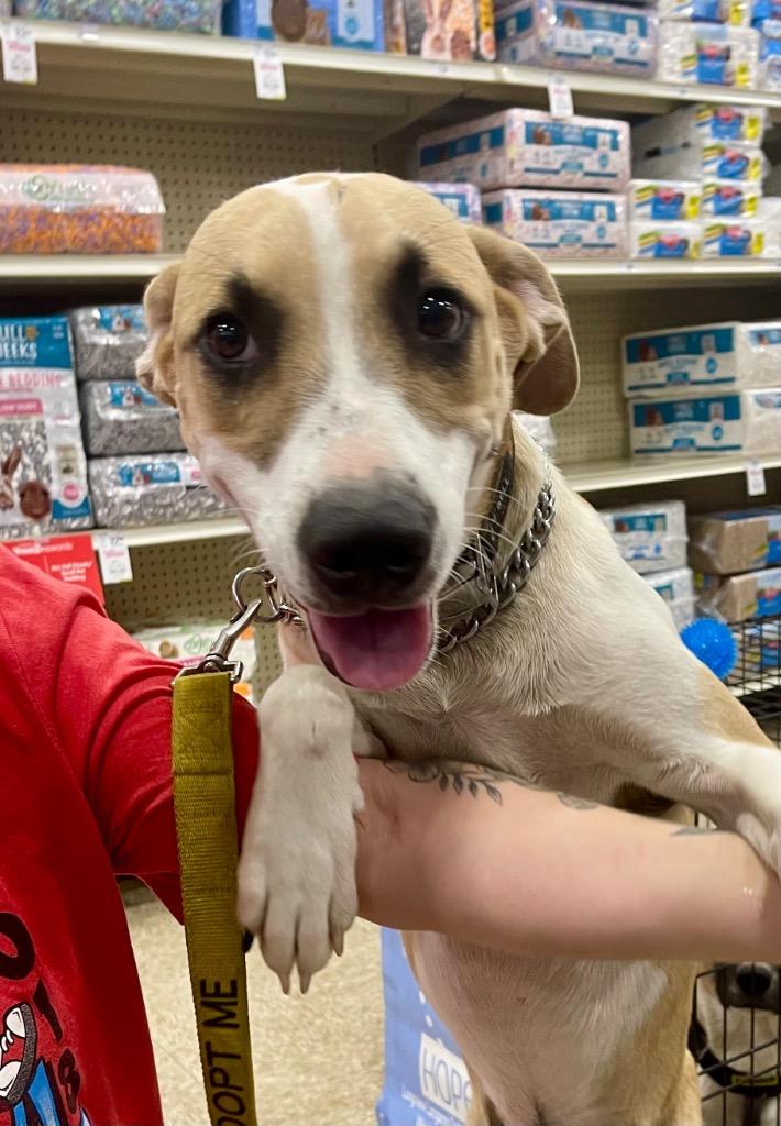 Enlarge Jasper, a Adoptable mixed breed in Gilmer, TX image 5/6