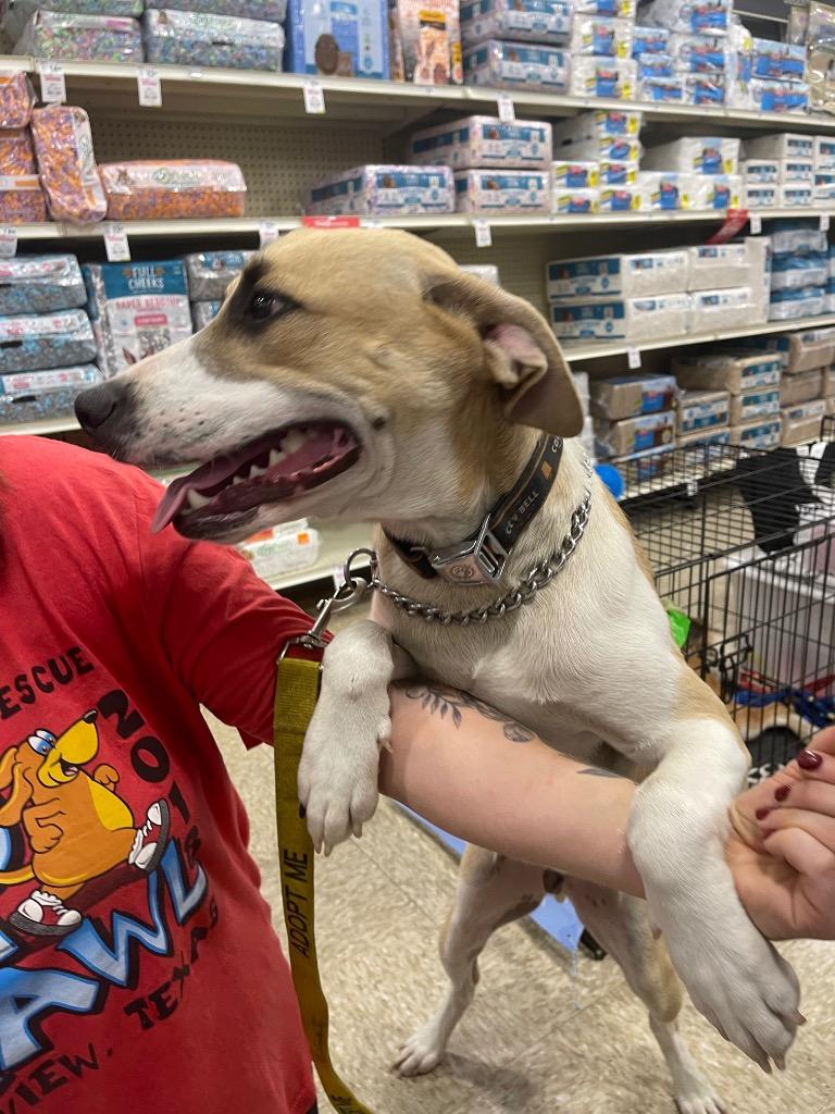 Enlarge Jasper, a Adoptable mixed breed in Gilmer, TX image 4/6