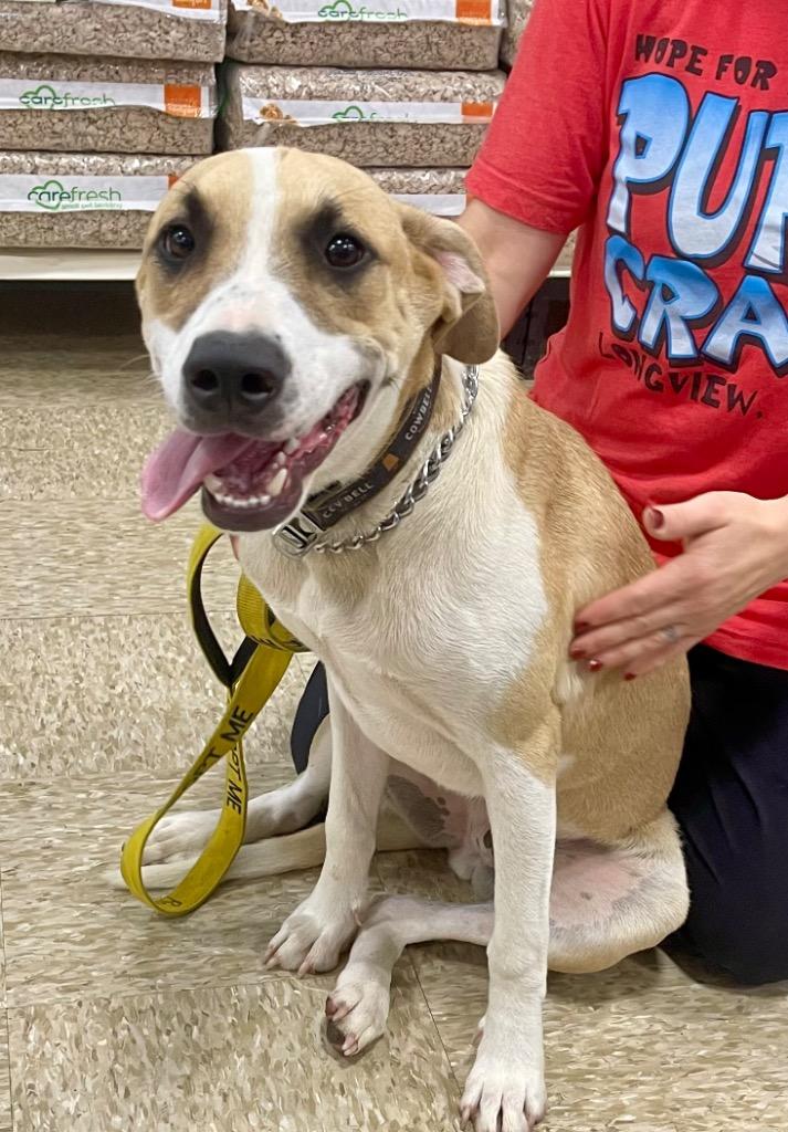 Enlarge Jasper, a Adoptable mixed breed in Gilmer, TX image 6/6